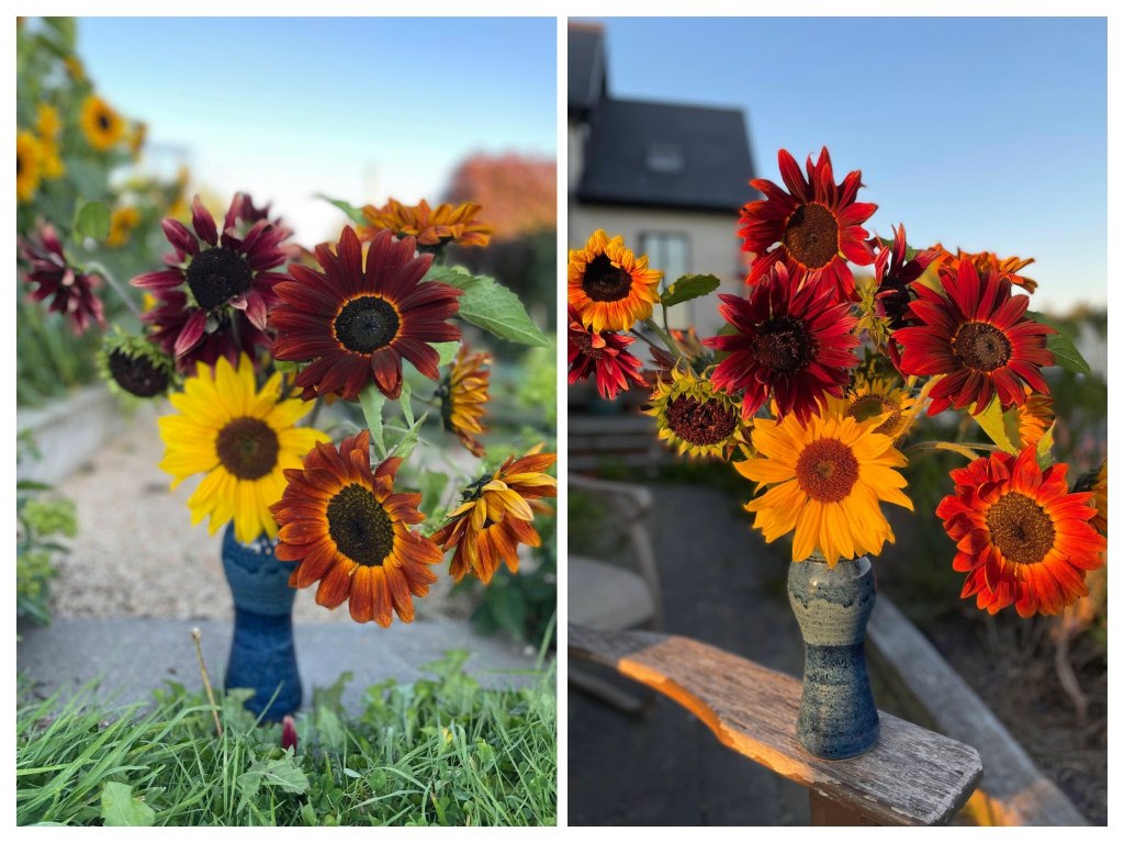 vase of sunflowers yellow, brown, burgundy in sunshine and at sunset