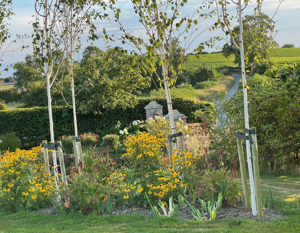 Rudbeckia and Persicaria under birch trees
