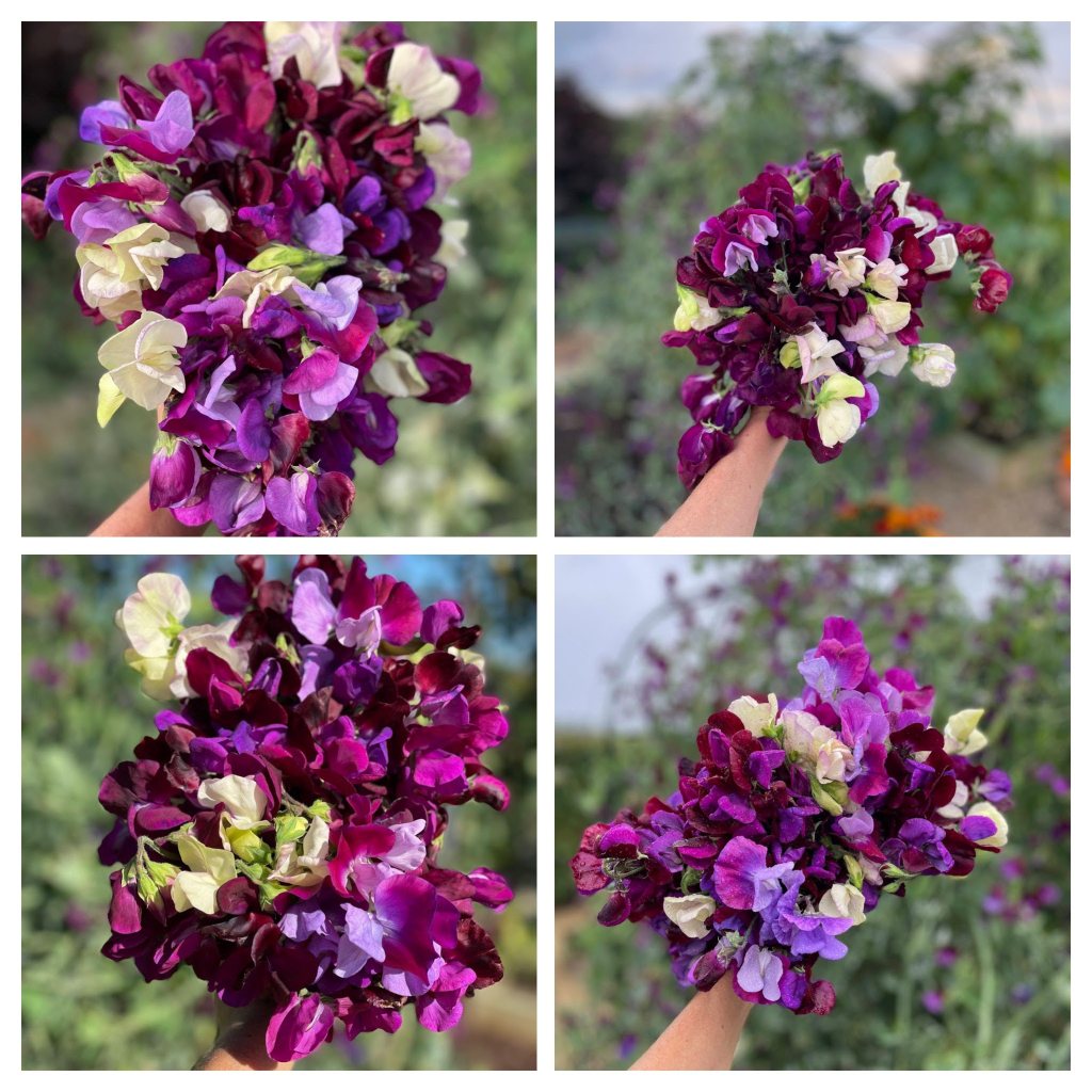 collage of sweet pea posies