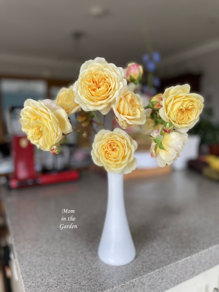 Teasing Georgia David Austin roses in a bud vase