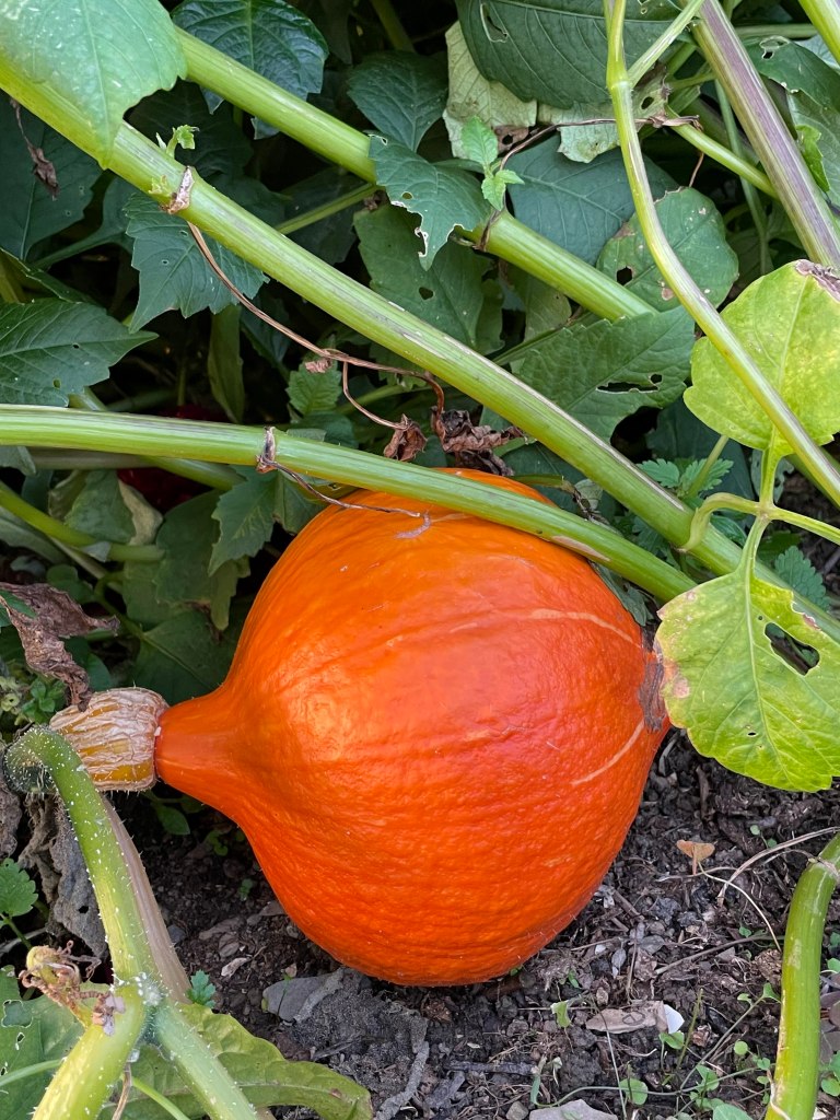 Red Kuri squash