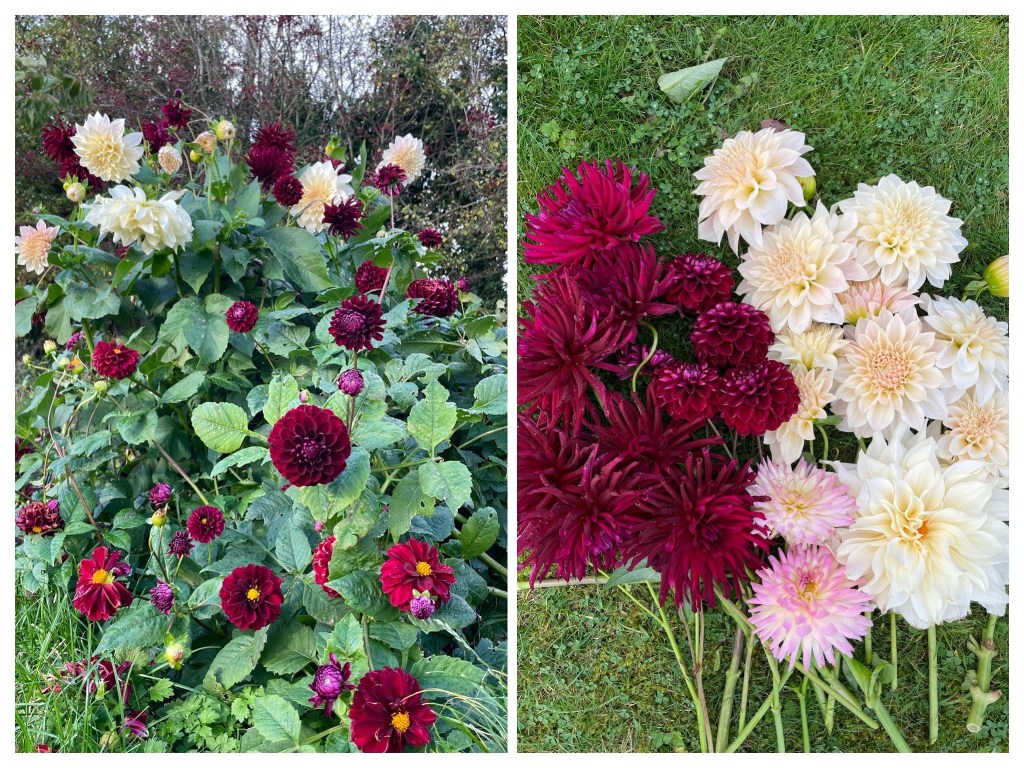 Cafe au lait and coffee at midnight dahlias with a couple Maxi dahlias.