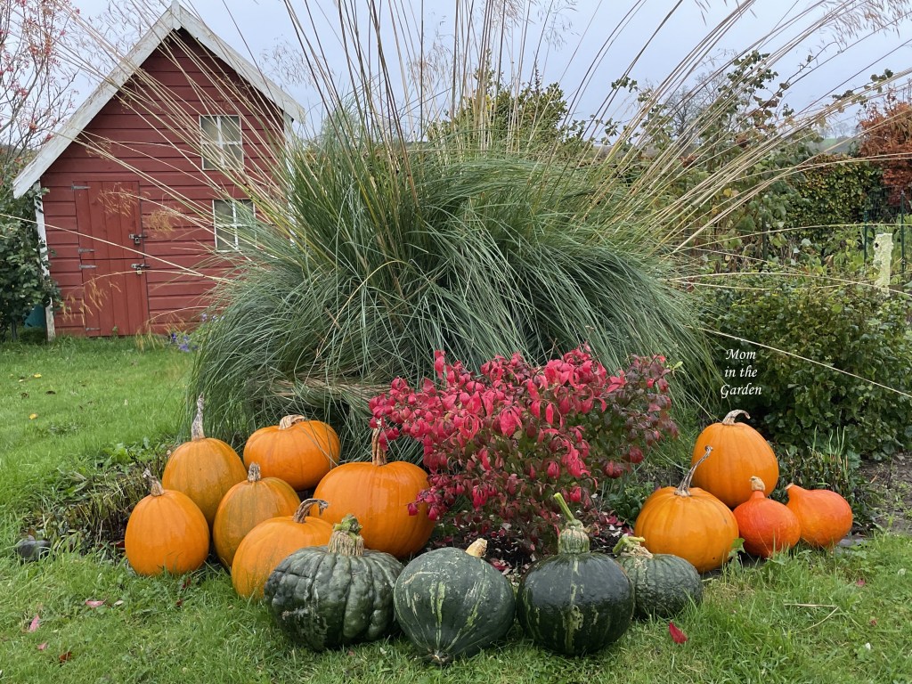 Squash and Pumpkin haul 2022
