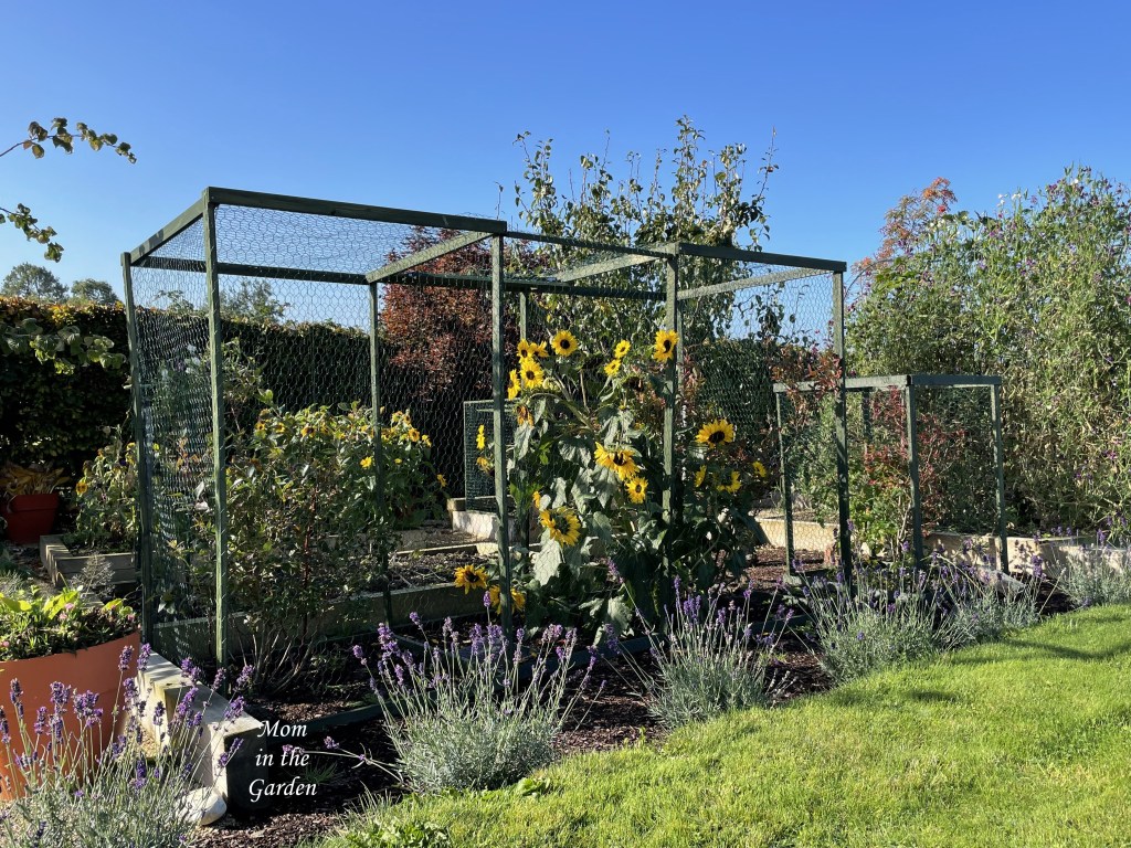 sunflowers and lavender in October