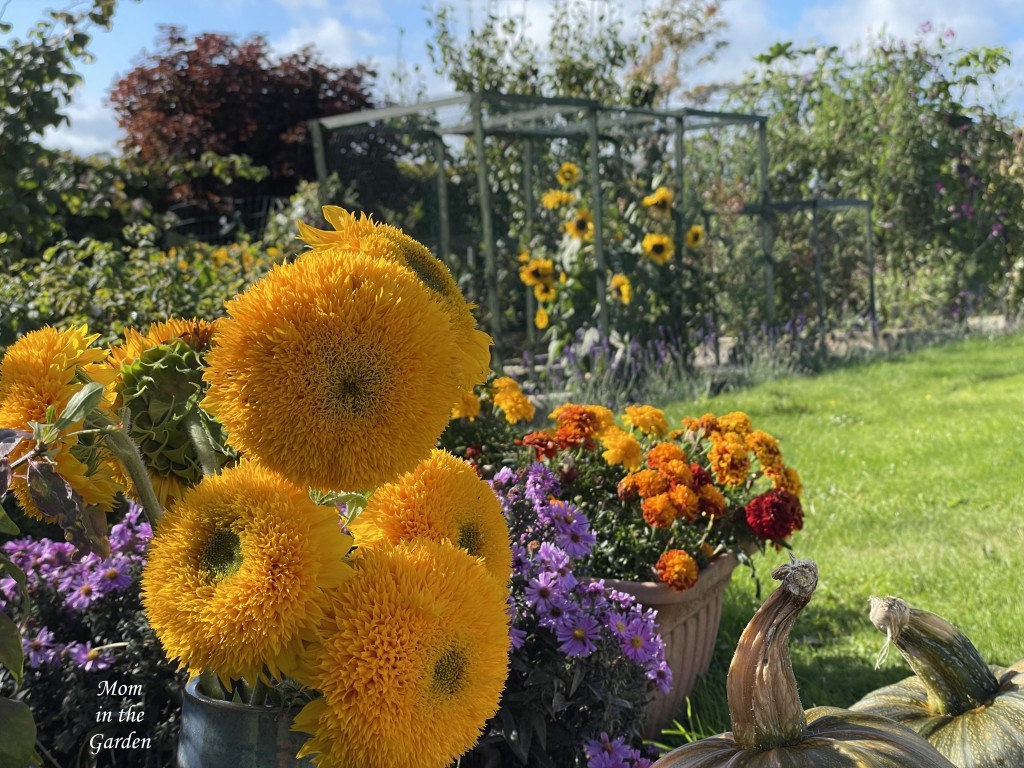 sungold sunflower with marigolds, asters and sunflowers in the background