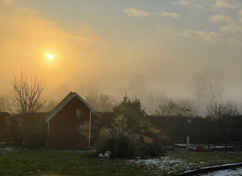 garden in December sunset