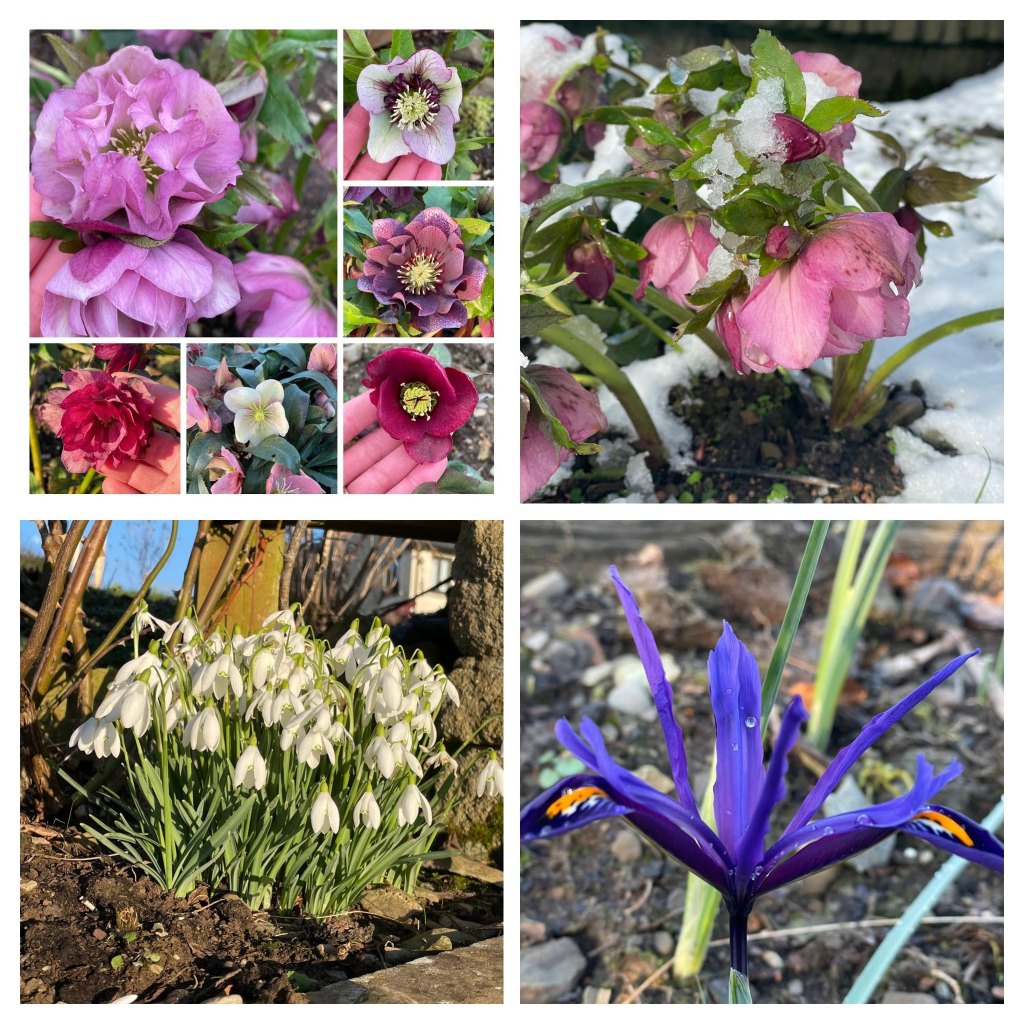 A collage of flowers from February including hellebores, snowdrops and iris.