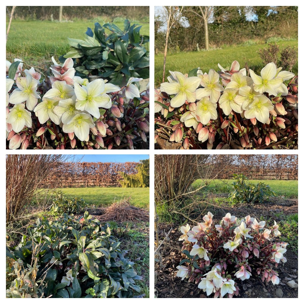 Hellebore Winter Sunshine after cutting the leaves away