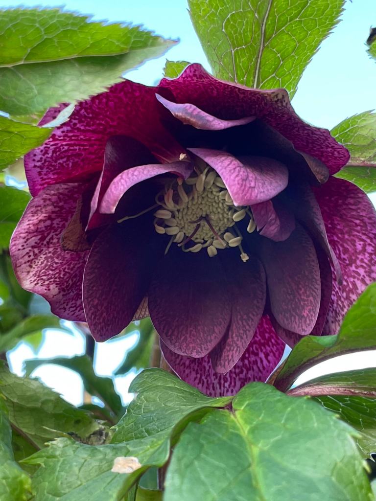 Hellebore Double Ellen