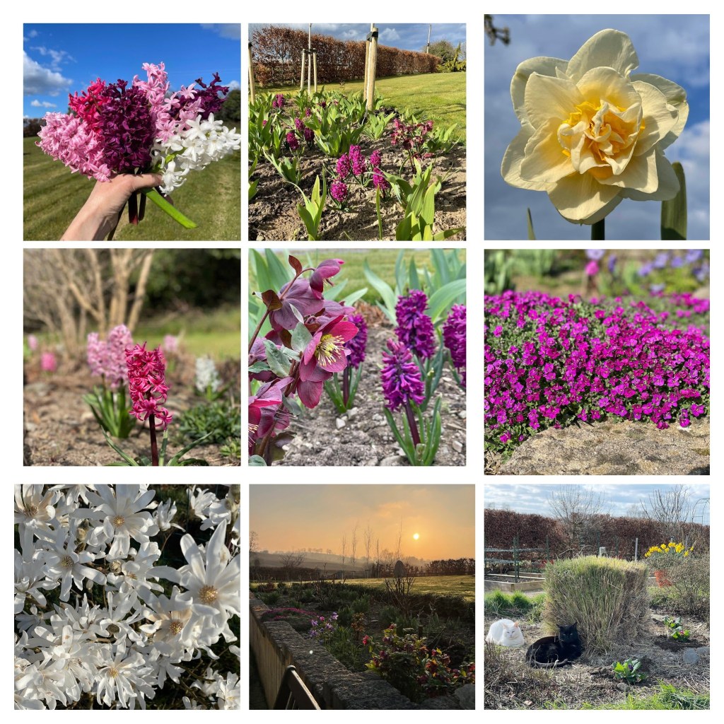 collage of March flowers: aubrietia, daffodils, hyacinth, and magnolia.