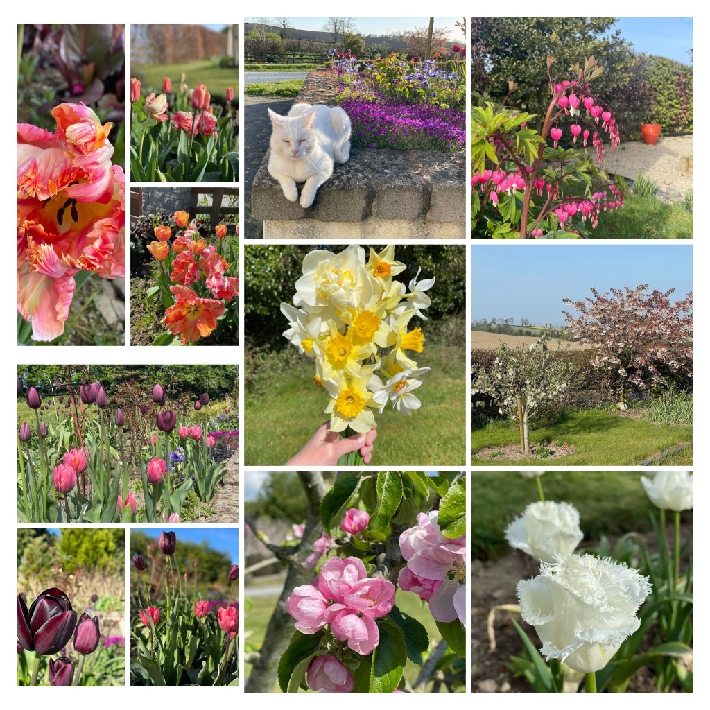 collage of April flowers: daffodils, tulips, apple blossoms, bleeding heart and aubrietia.