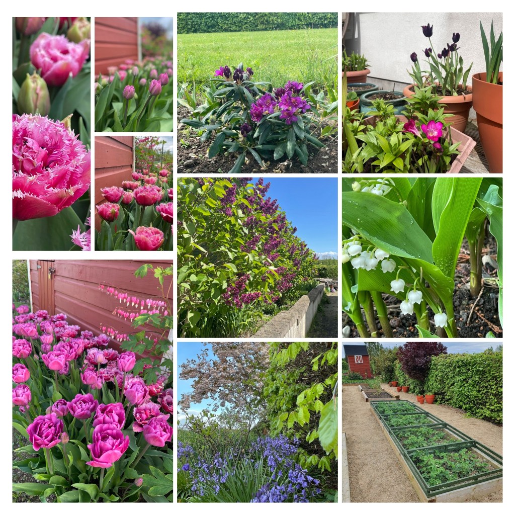 collage of May flowers including tulips, Lily of the Valley, lilacs, Bluebells and Easydendron Rhododendron 'Marcel Menard'