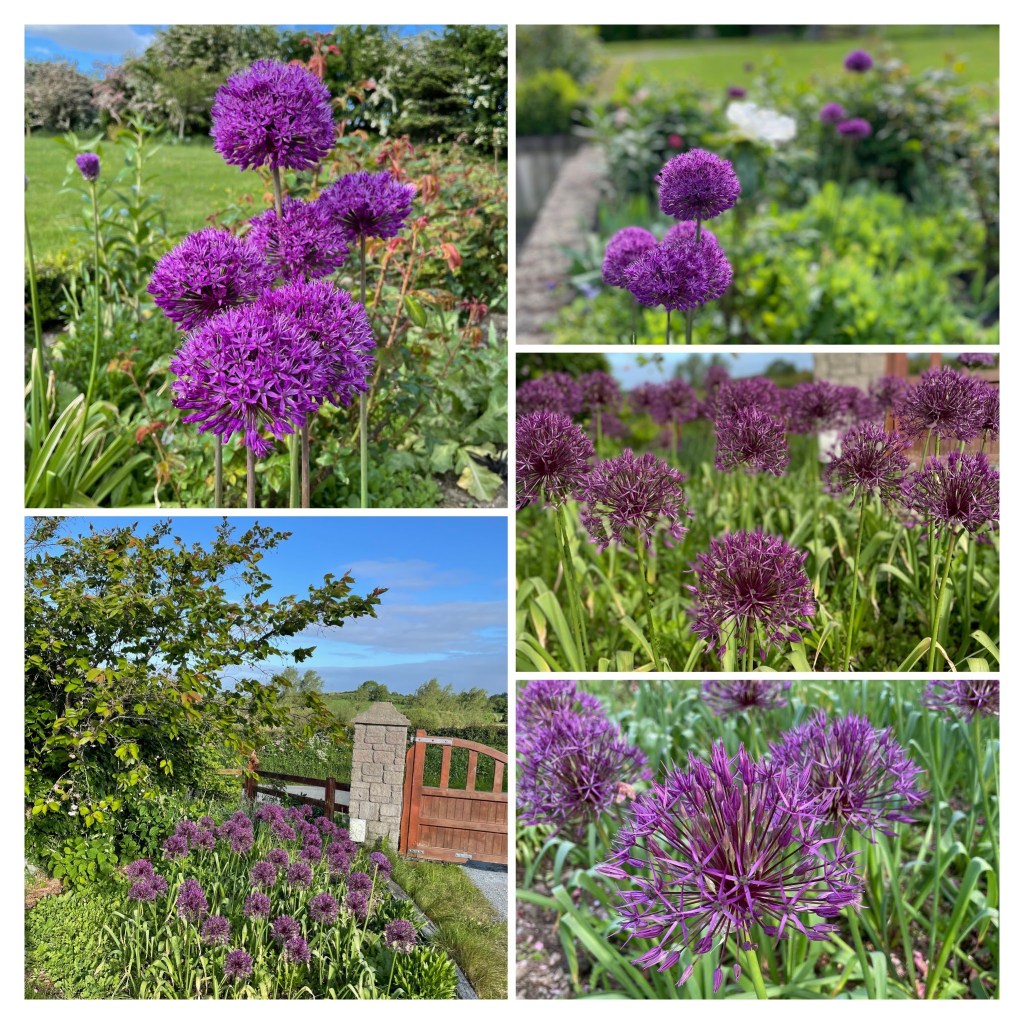 collage of allium