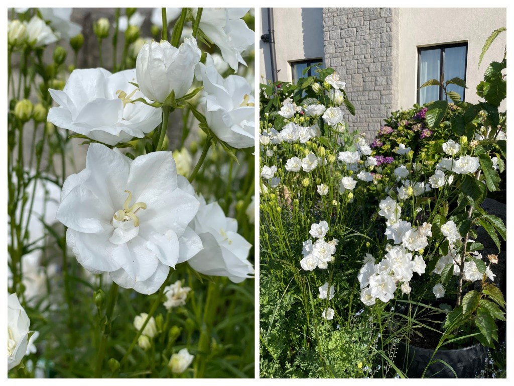 Astra White Balloon Flower
