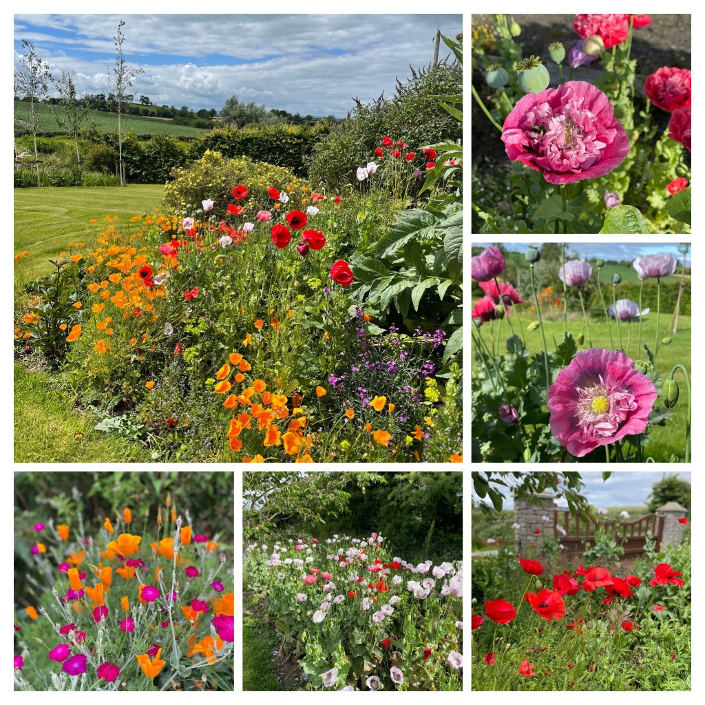 collage of poppies colored orange, red, pink, lilac.