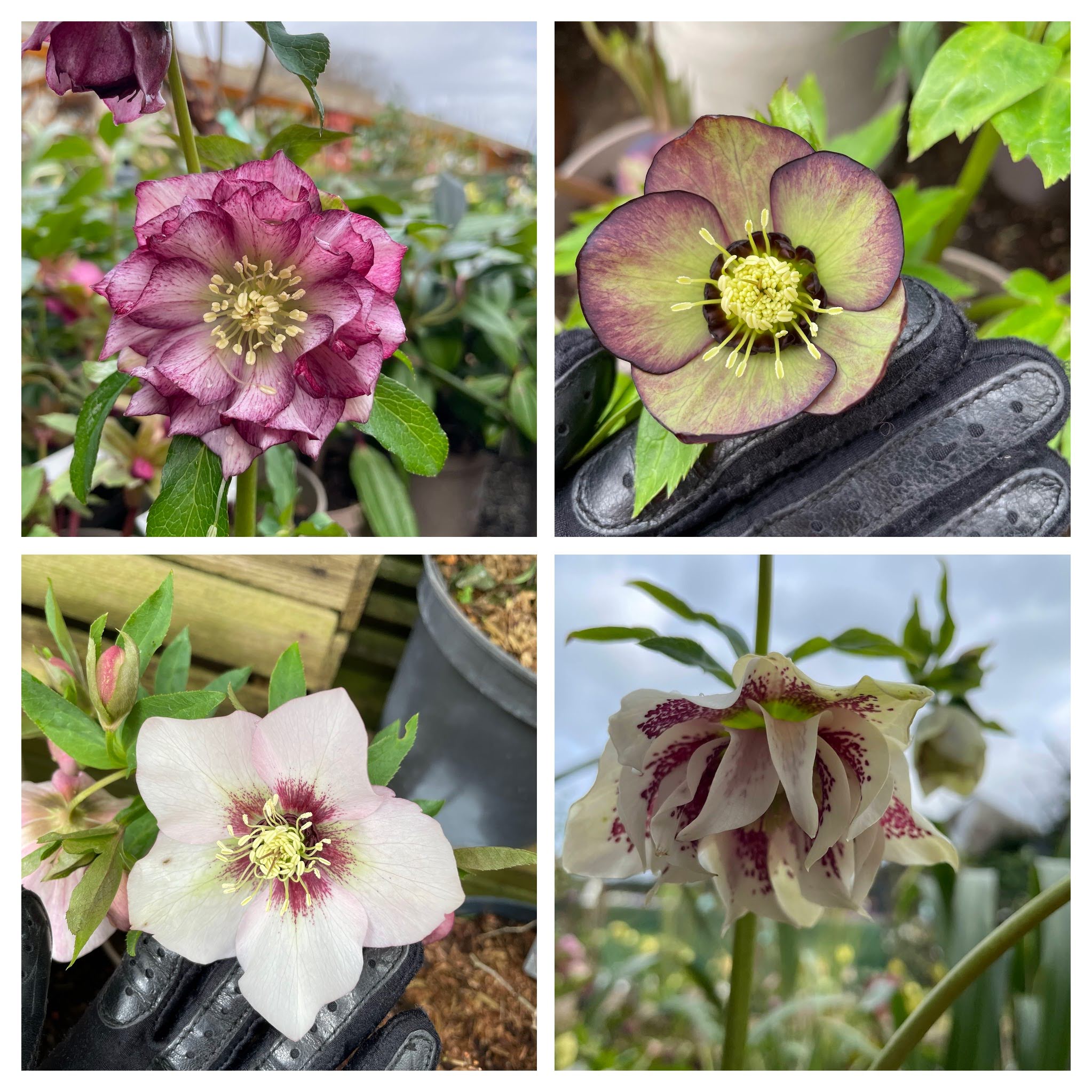 different varieties of hellebores