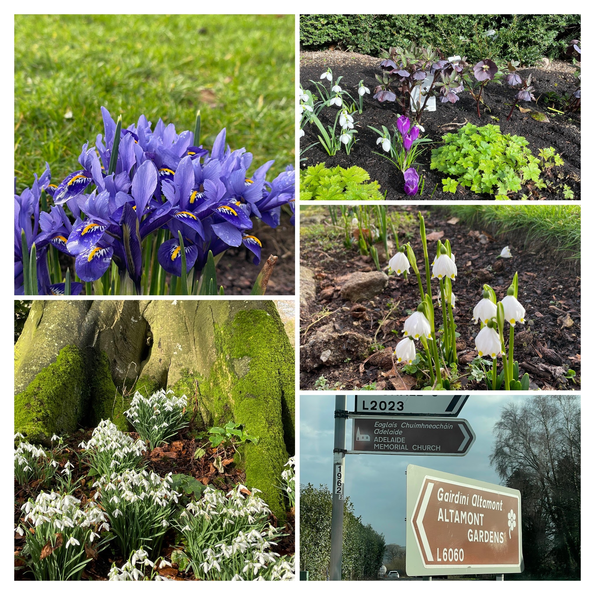 collage of flowers from Altamont gardens with road sign for Altamont Gardens. Snowdrops and iris reticulata