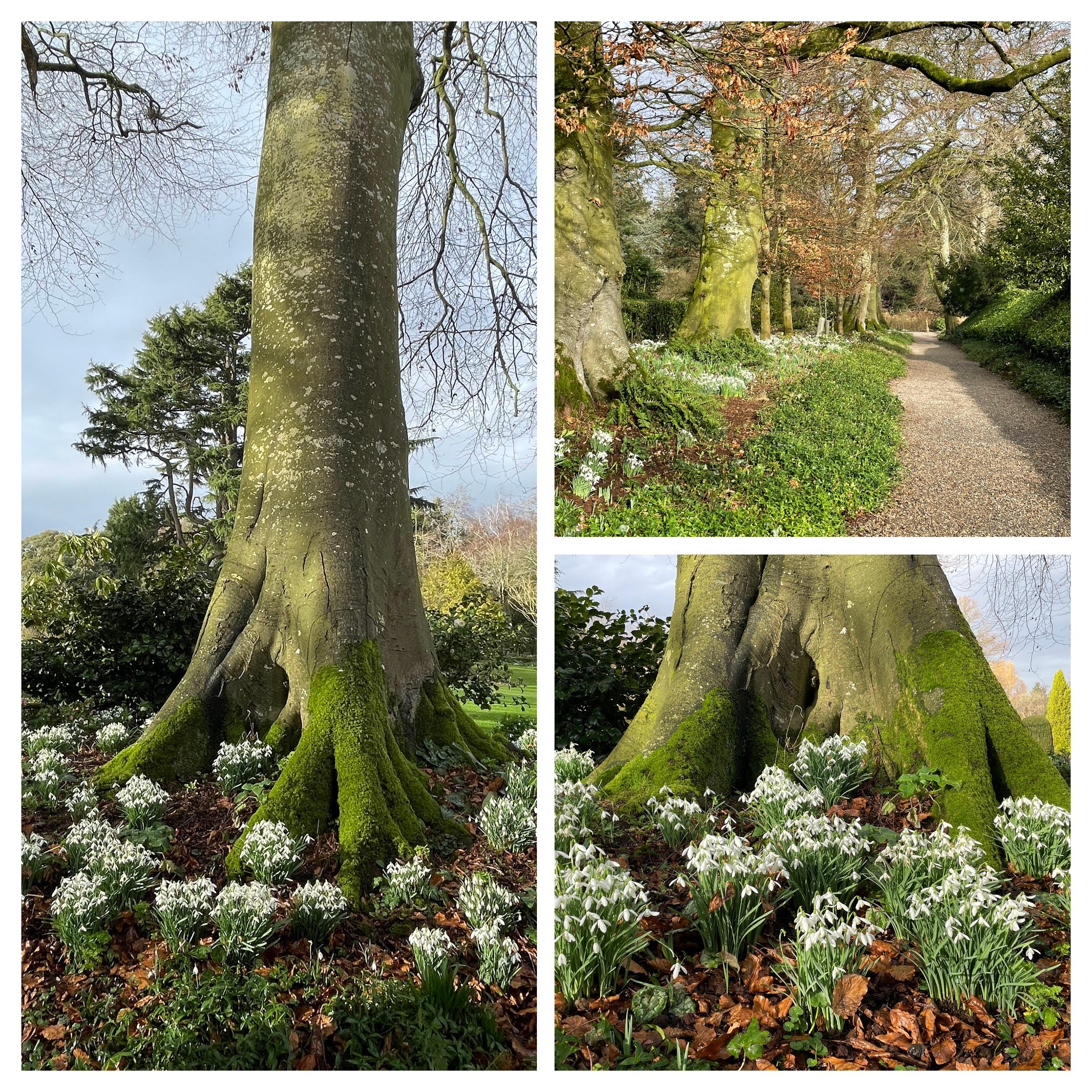 snowdrops around the trees at Altamont gardens