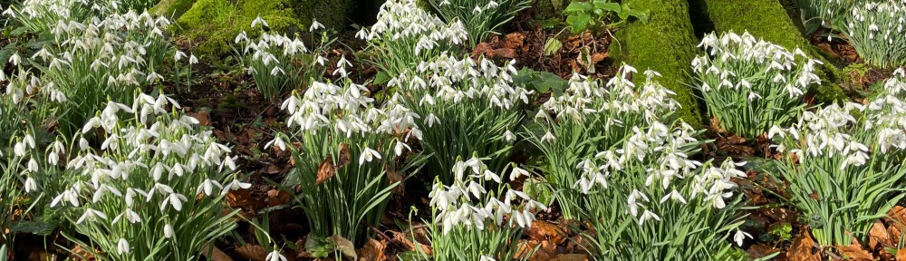 snowdrops at Altamont Gardens