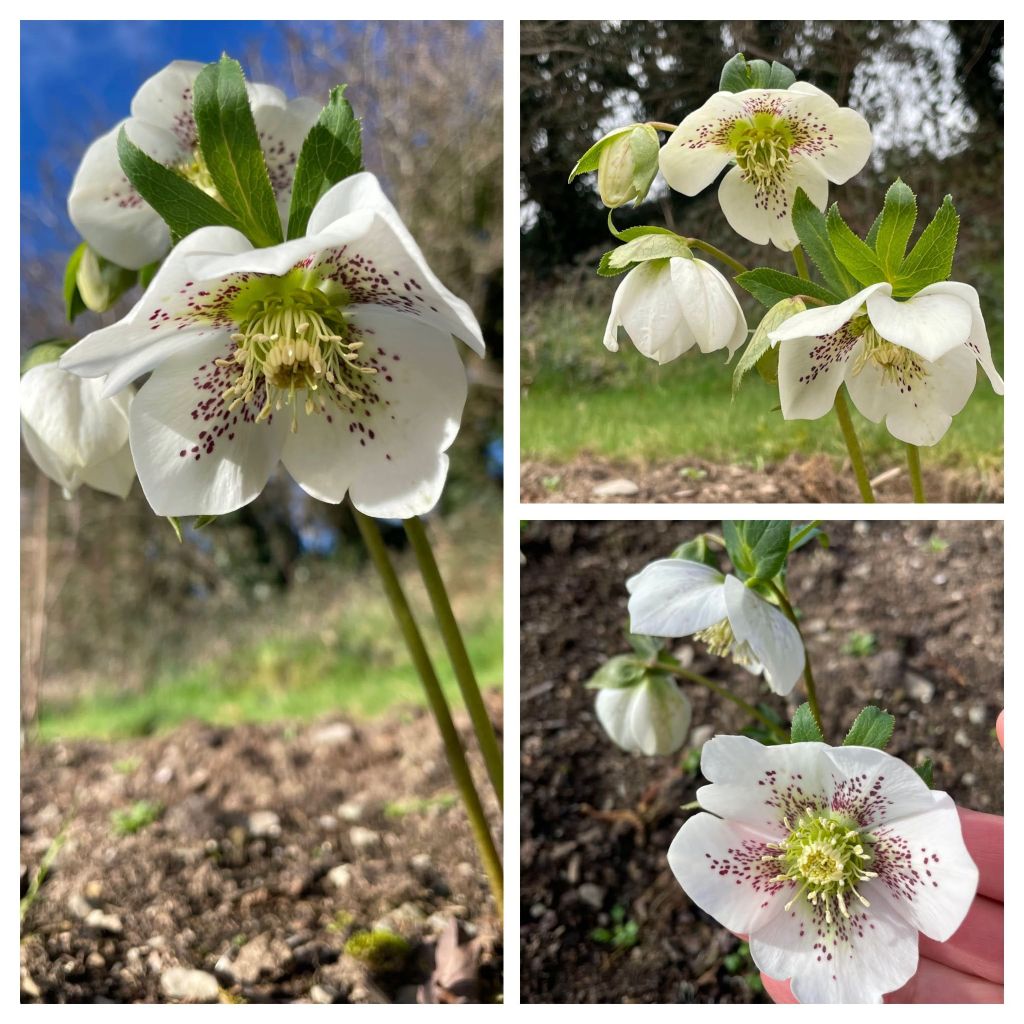 Hellebore - unknown variety, white