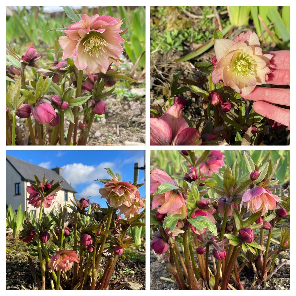 Helleborus Harvington Double Apricots