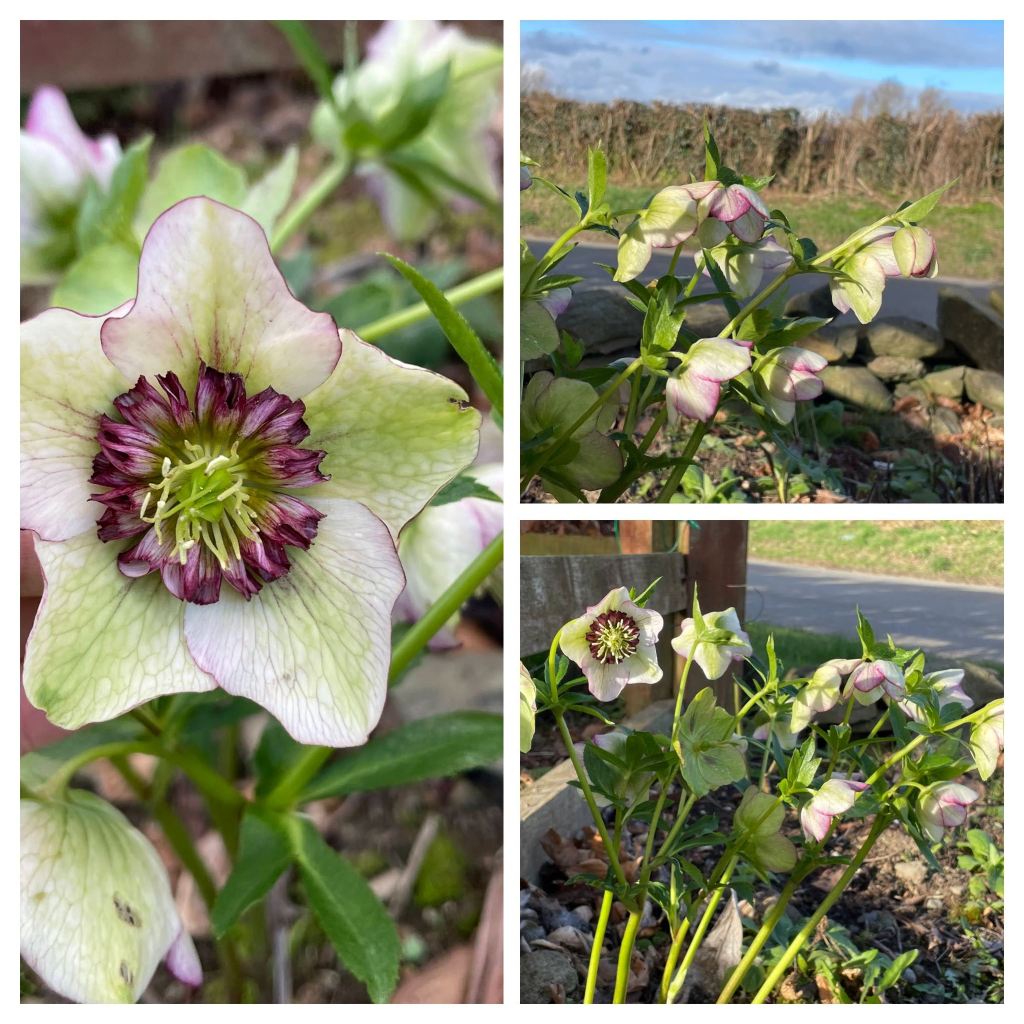 Helleborus 'Anemone Picotee'