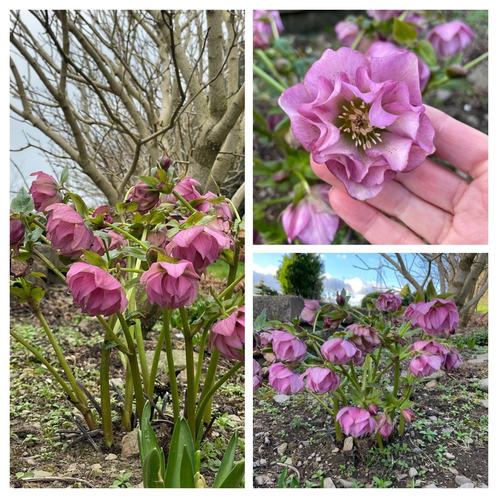 Helleborus SP Isabelle Spring Promise 'SP Frilly Isabelle' LenzRose