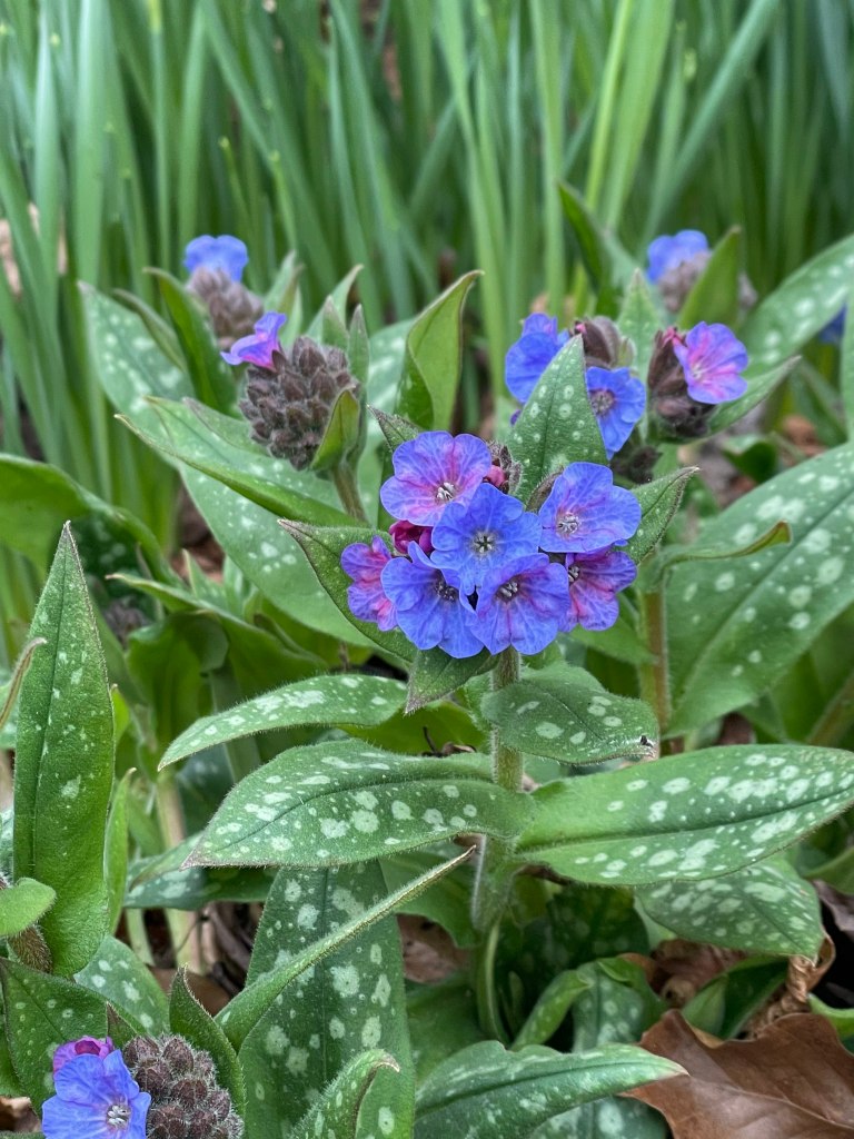 Pulmonaria 'Opal'