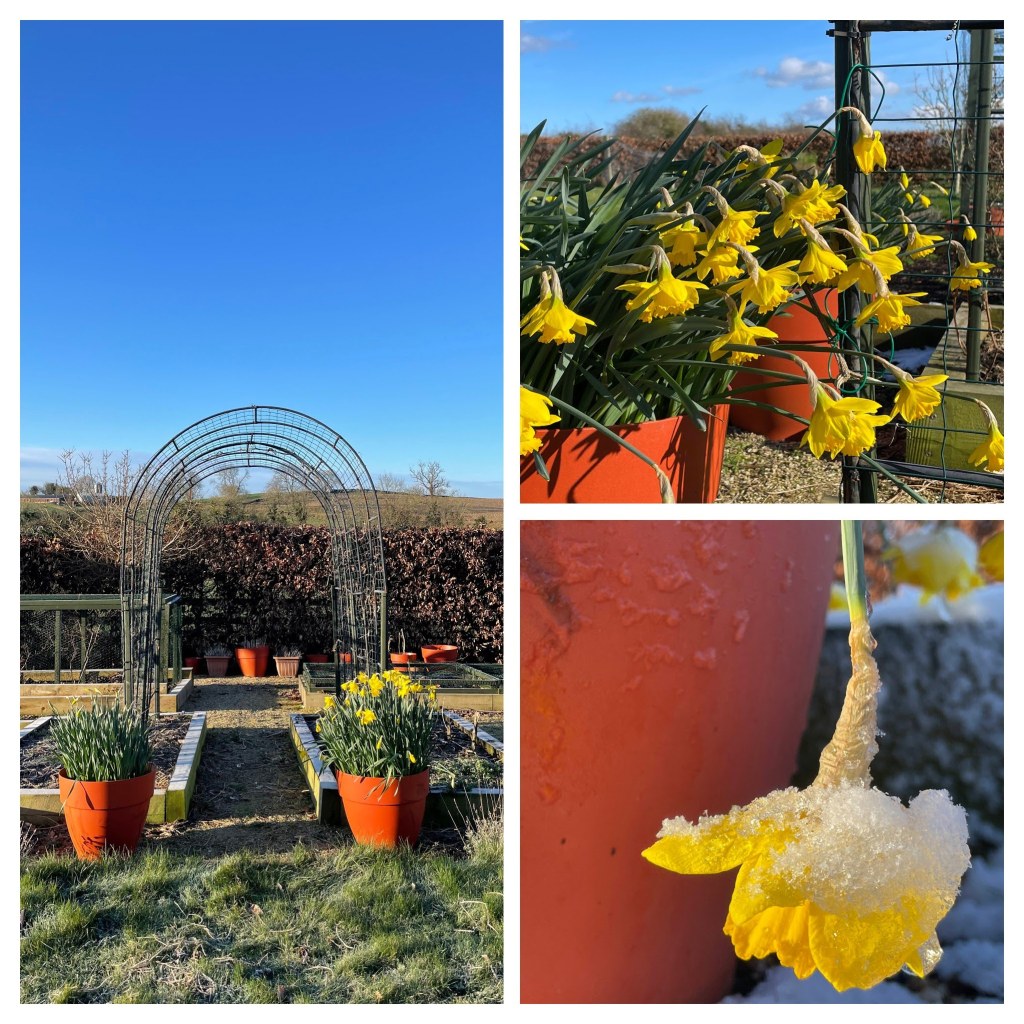 Daffodils in pots and one covered in snow