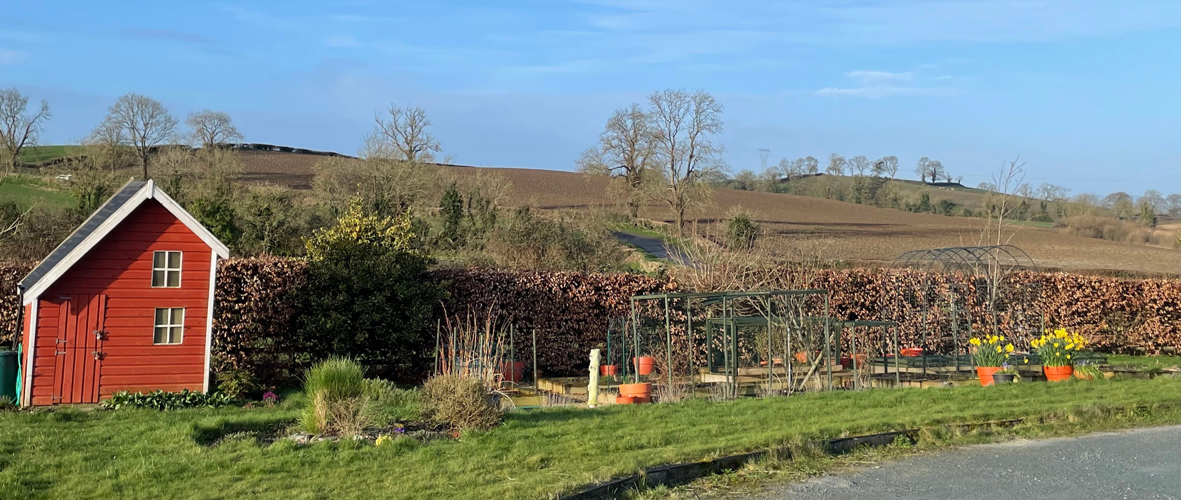full view of spring garden with daffodils