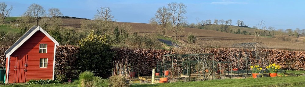 full view of spring garden with daffodils