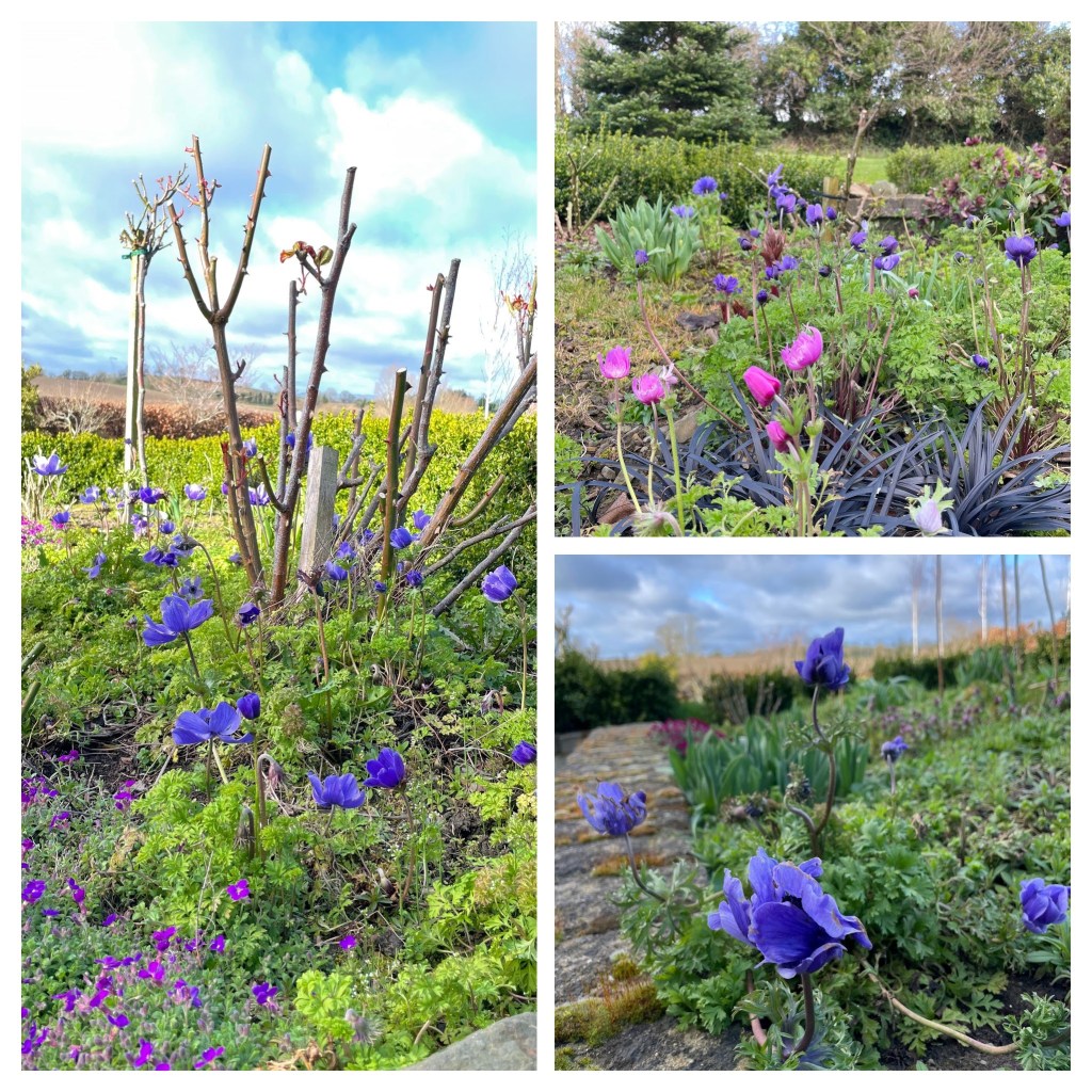 anemone blue (purple) and pink