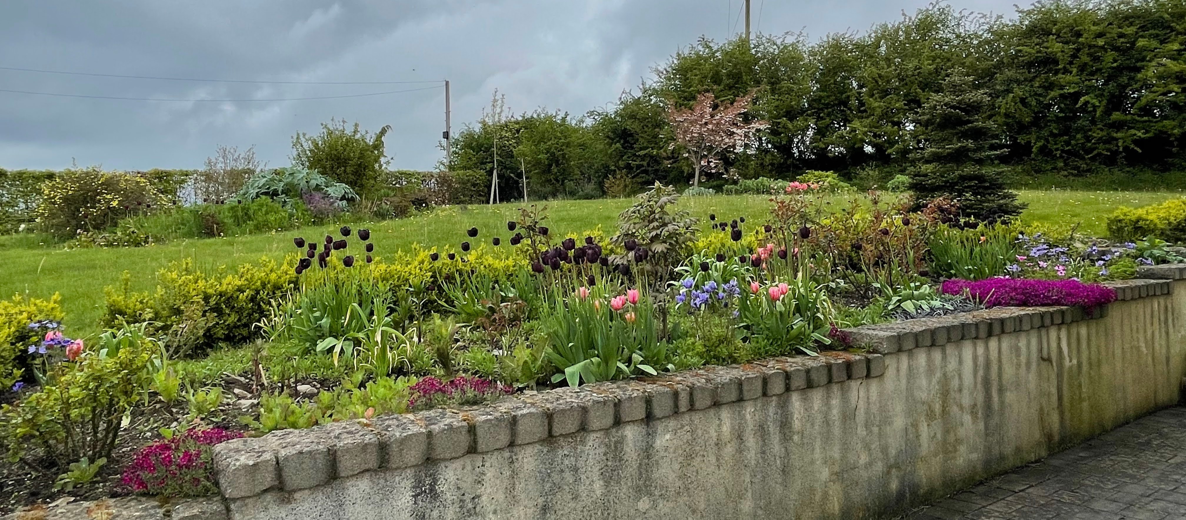 A bed of tulips and aubrietia