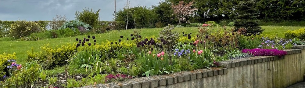 A bed of tulips and aubrietia