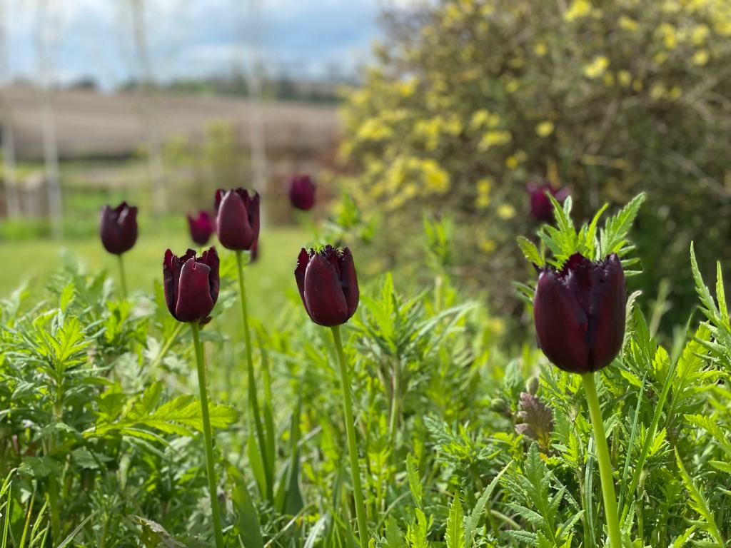 Vincent van Gogh tulips