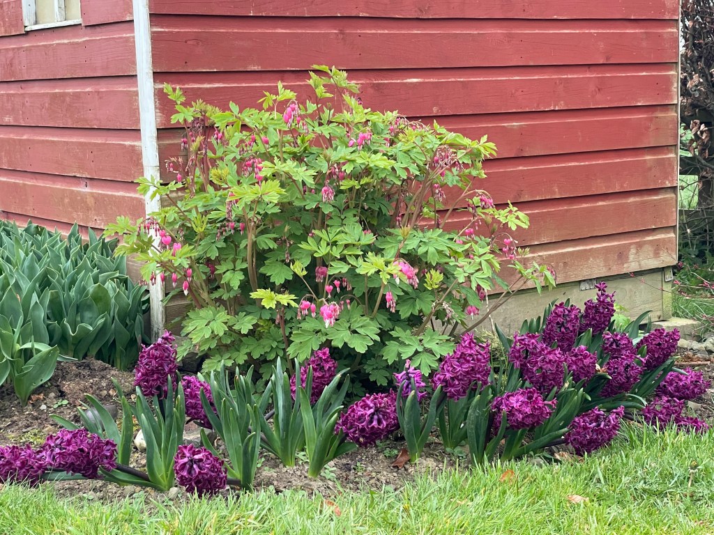 Hyacinth Woodstock last year