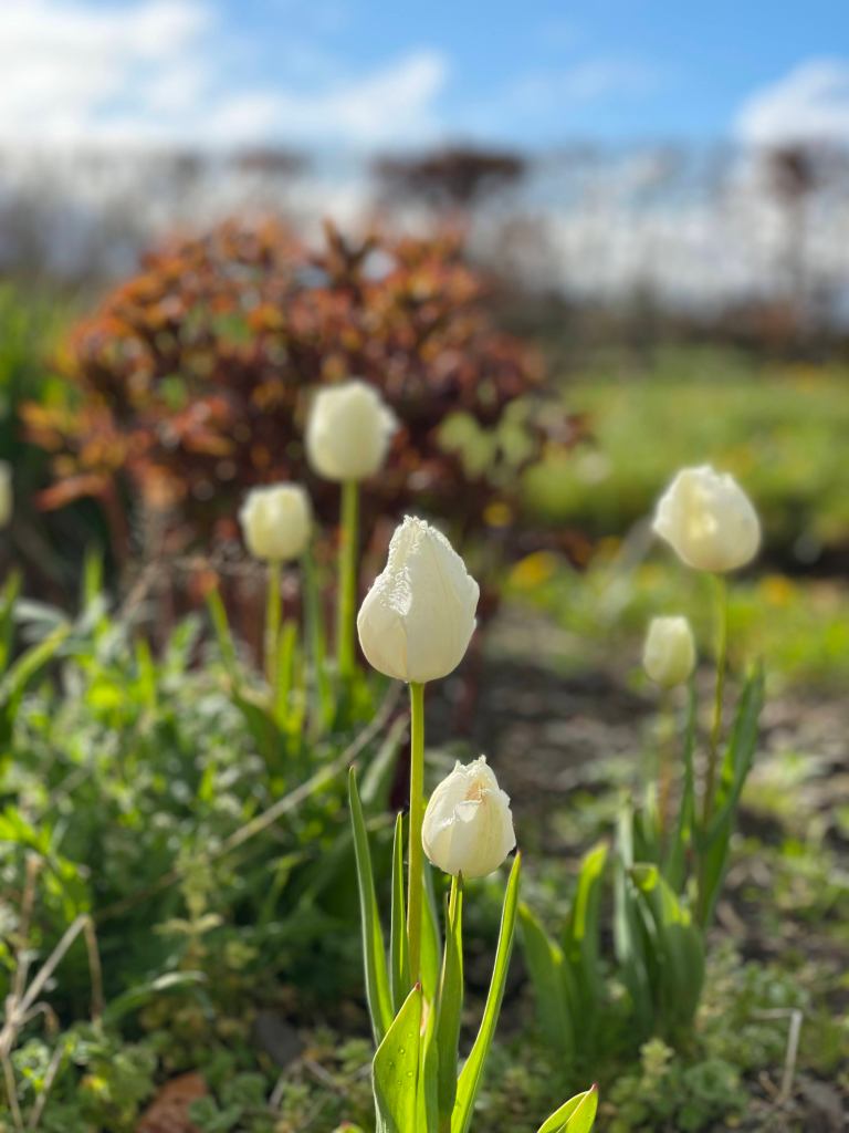 Fringed Tulipa Honeymoon