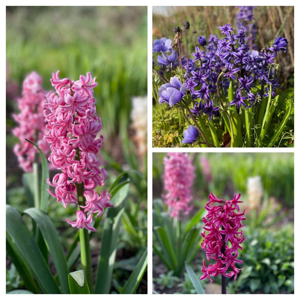 dark pink, light pink and purple hyacinth