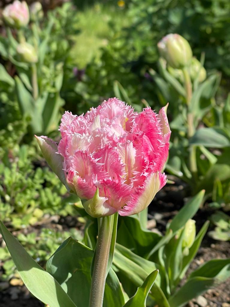 'Cool Crystal' (pink parrot) tulips