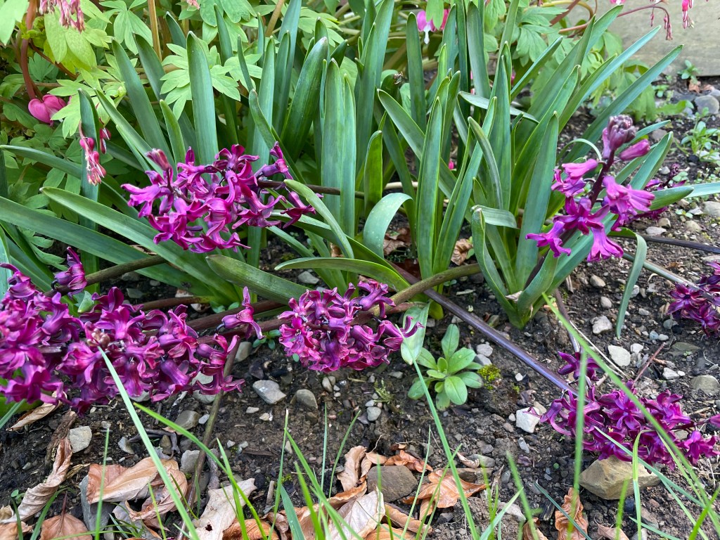 Hyacinth Woodstock this year