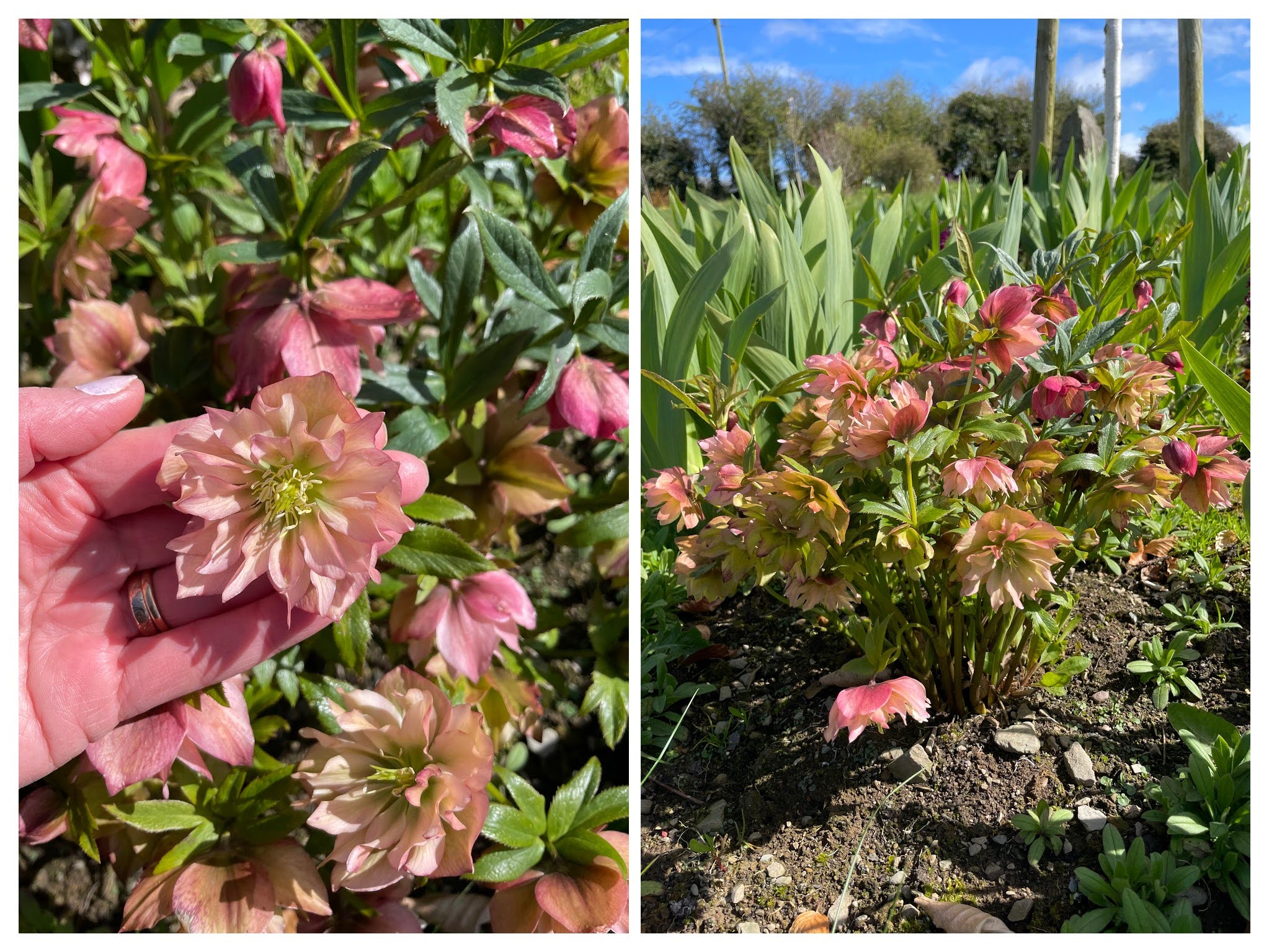 Helleborus Harvington Double Apricots