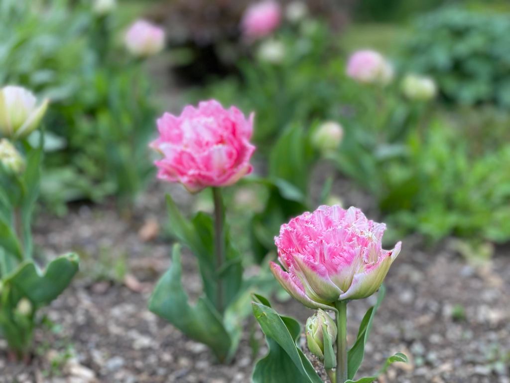 'Cool Crystal' (pink parrot) tulips