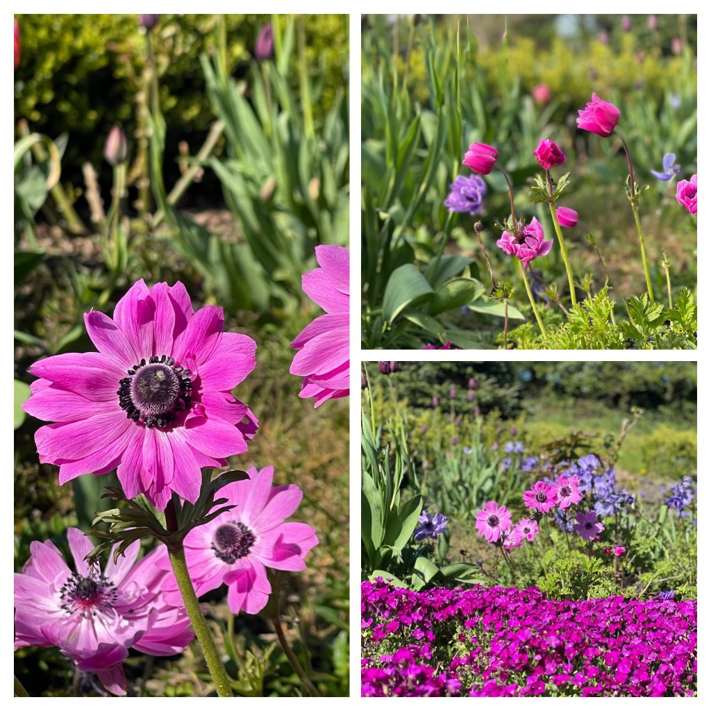 bright pink anemone and aubrietia