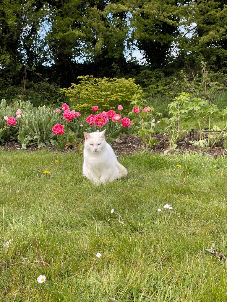 Kitty in front of Cool Crystal tulips