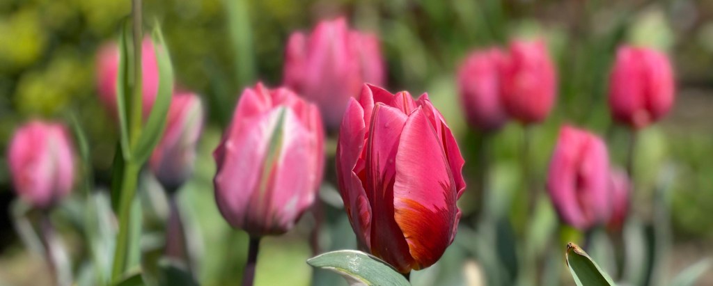 Pretty Princess tulips