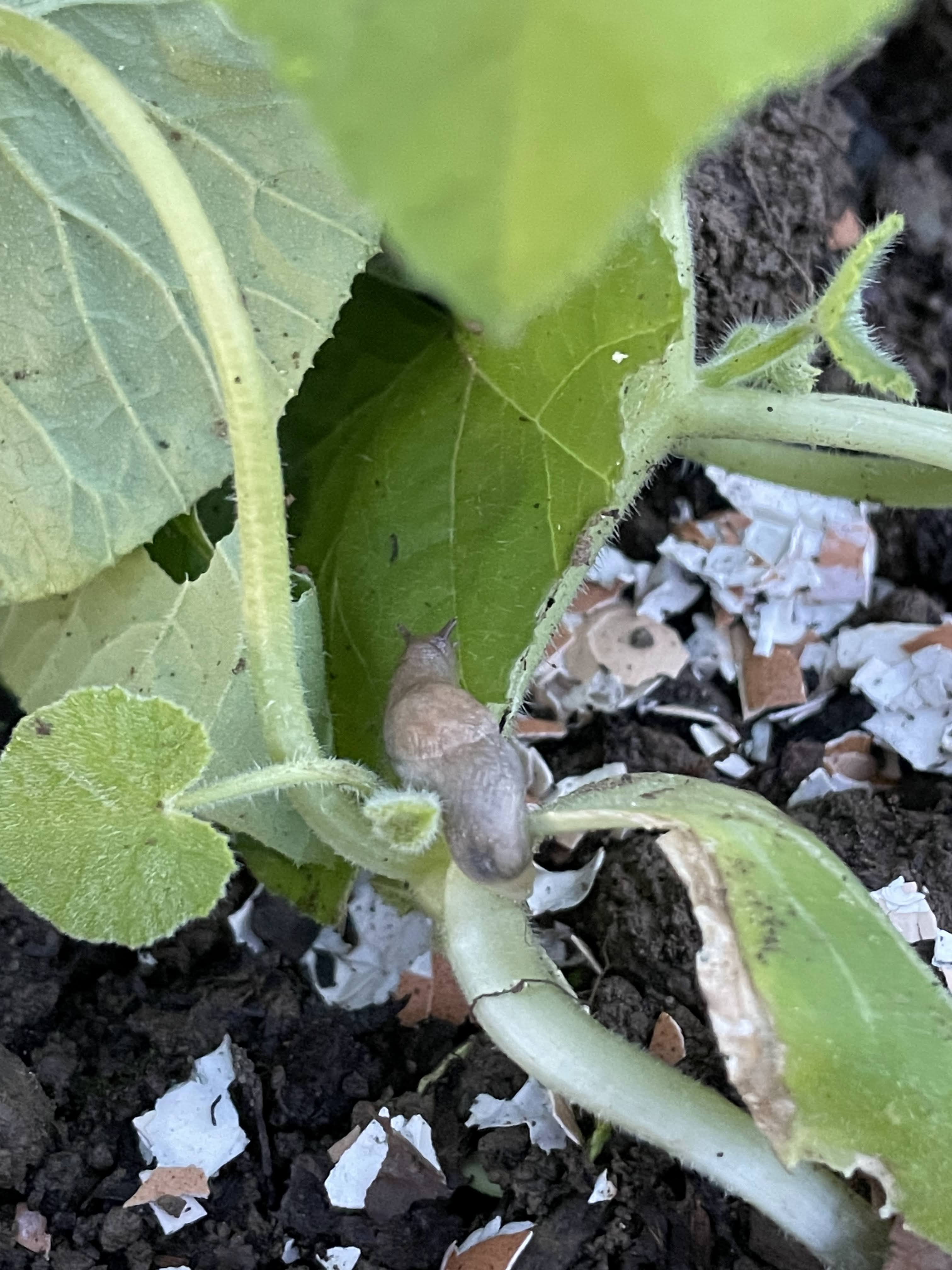 slug on a pumpkin plant