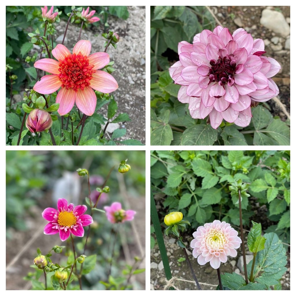 Collage of dahlias clockwise from top right: 'Creme de Cassis', 'Wizard of Oz', 'Hartenaas', and 'Totally Tangerine'