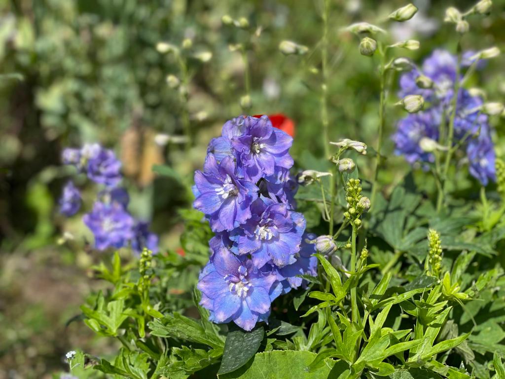 Delphinium 'Shelby'