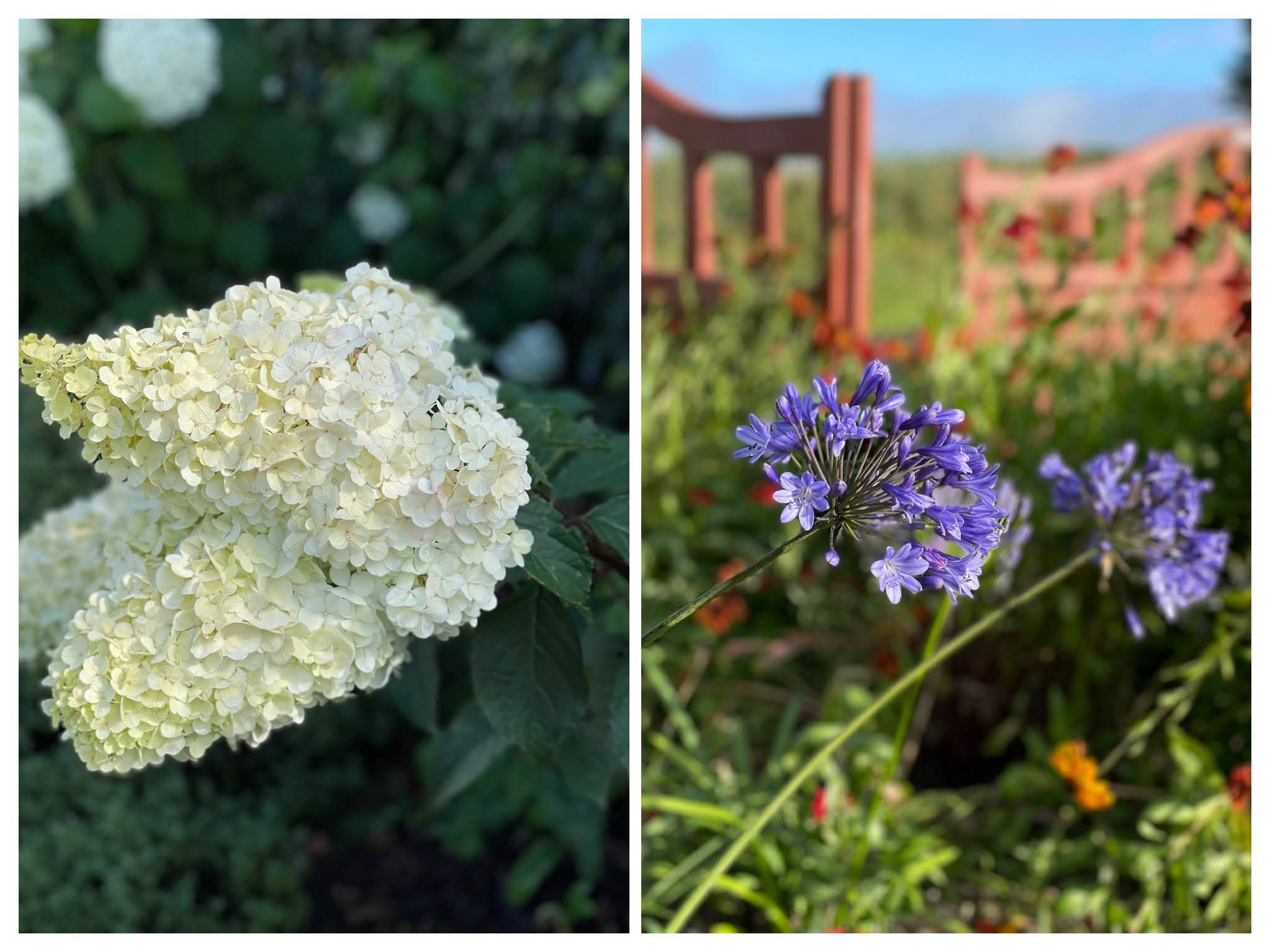 Hydrangea 'Vanille Fraise' Paniculata 'Renhy' and Agapanthus Blue Umbrella
