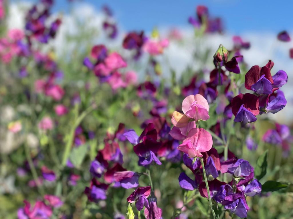 sweet pea